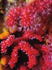 Rami di corallo rosso con i polipi espansi