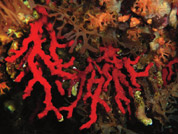 Corallo rosso