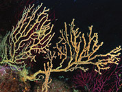 Falso corallo nero